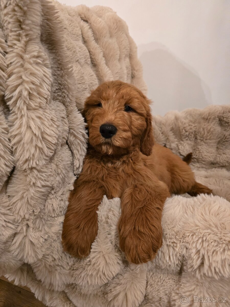 Goldendoodle F1 Standard - 3