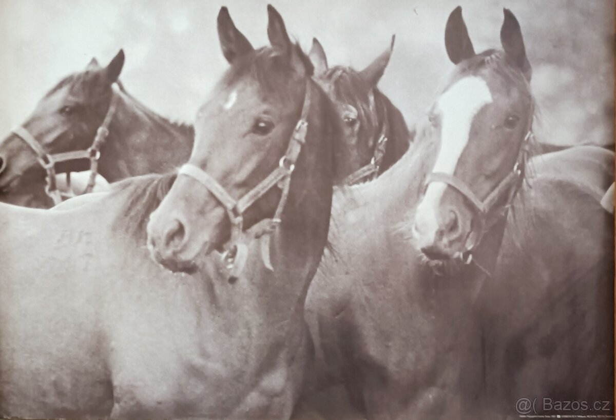 Retro plakáty zvířat -formát A1 - různé - 3