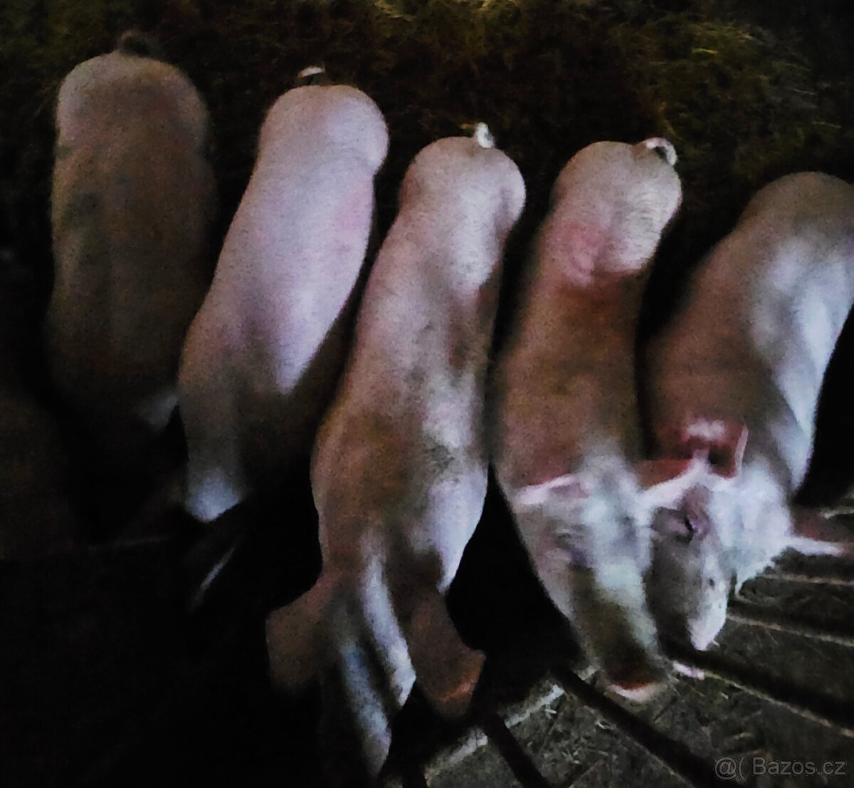 Prodej prasete v živé váze - 3