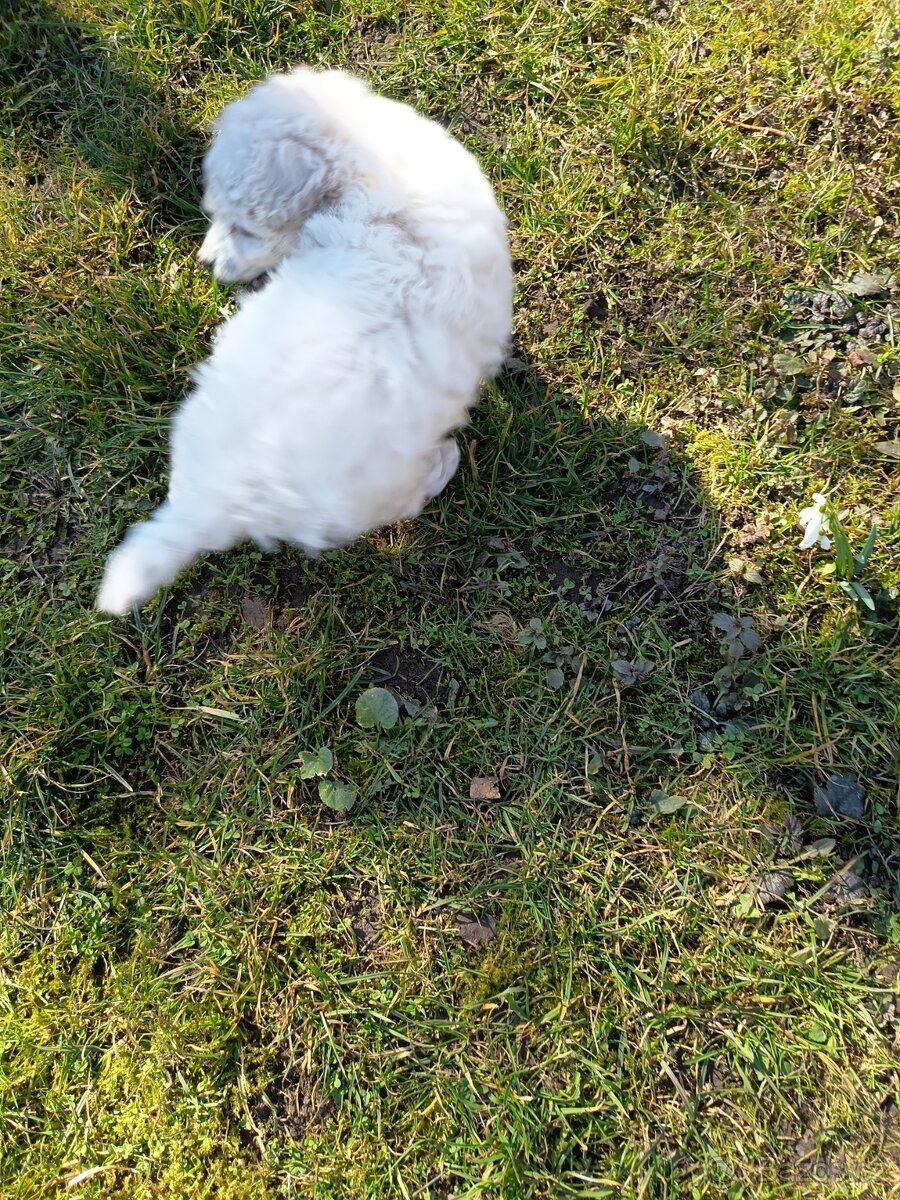 Pudl bílý trpasličí - 3