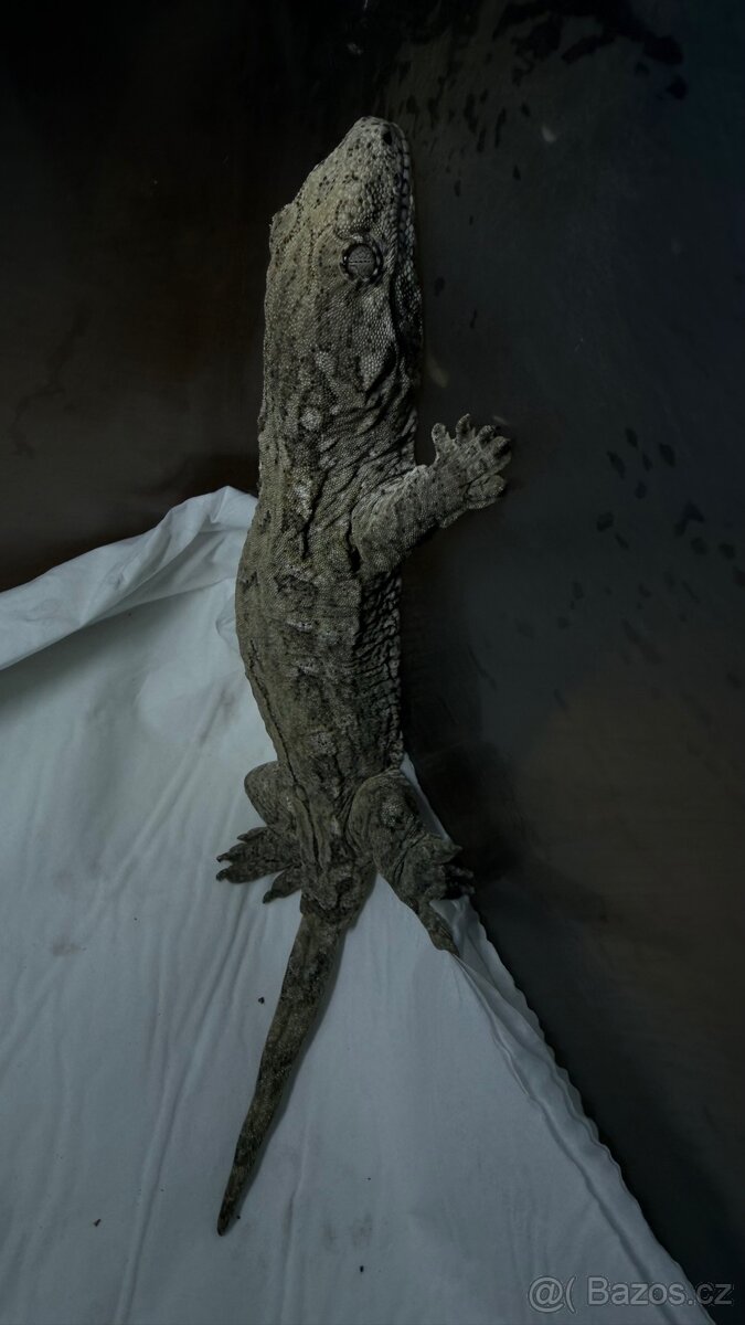 Rhacodactylus Leachianus 1.0 37g - 3
