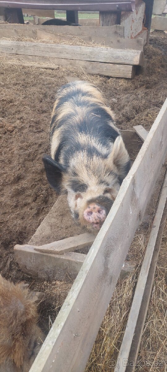 Prasata Kune kune - 3