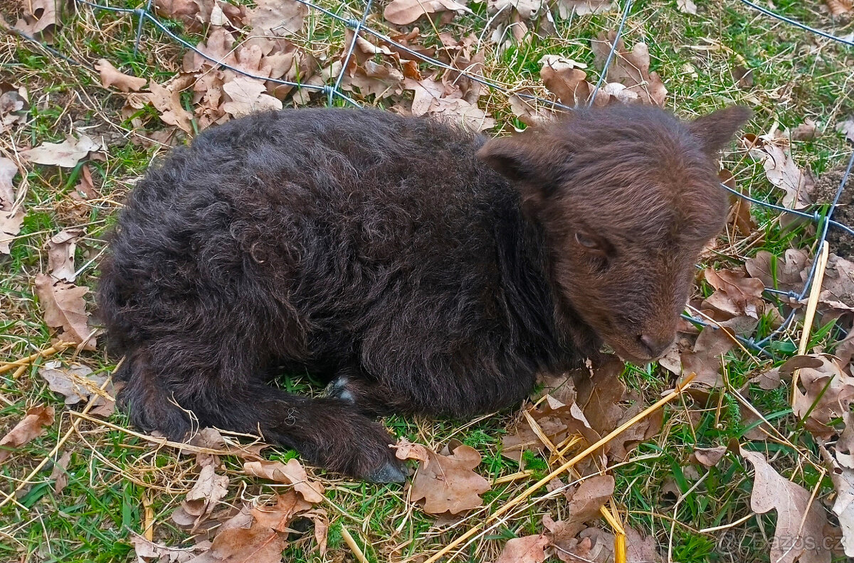 Quessantská ovce plemenný beran - 3