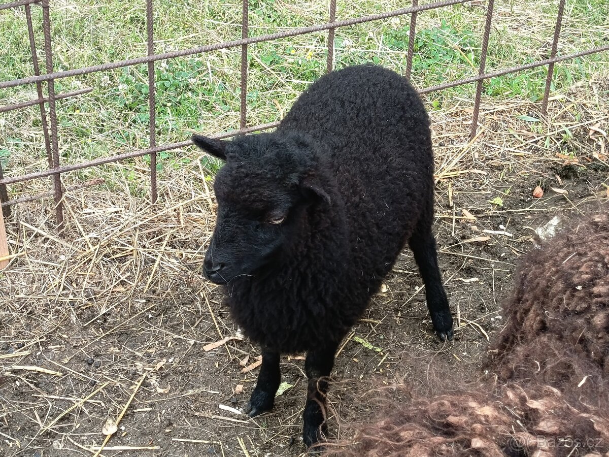 Quessantská ovce - 3