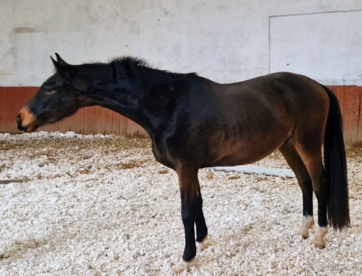 Valach ČT nar.2022 - 3