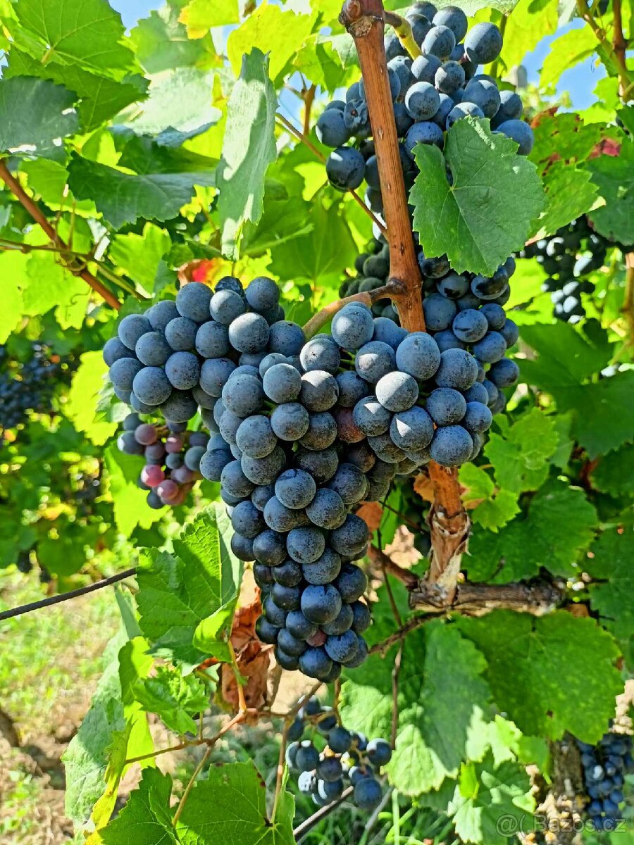 Prodám vinohrad - 3