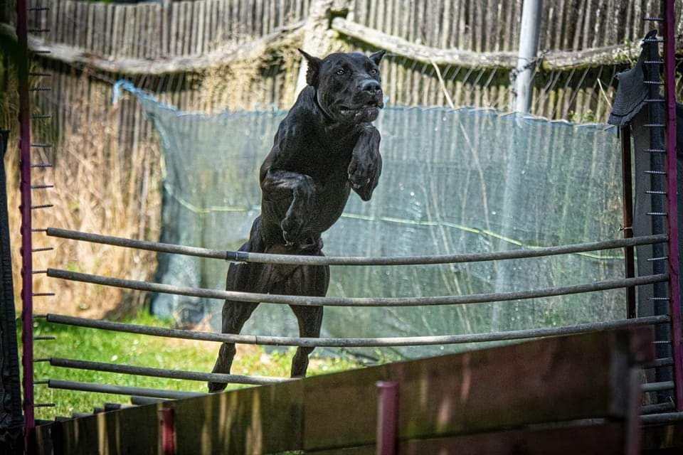 Dobrman x APBT,bandog,ast,bullherder - 3