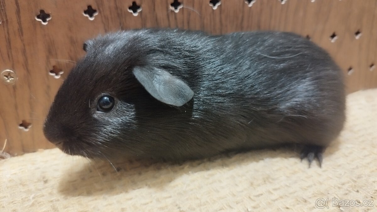 Morčata - morče hladké. - 3