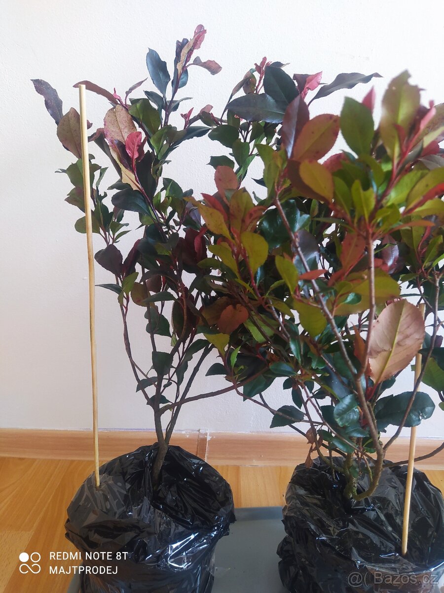 3x Blýskavka Fraserova 'Red Robin' 50-60cm v kontejnerů - 3