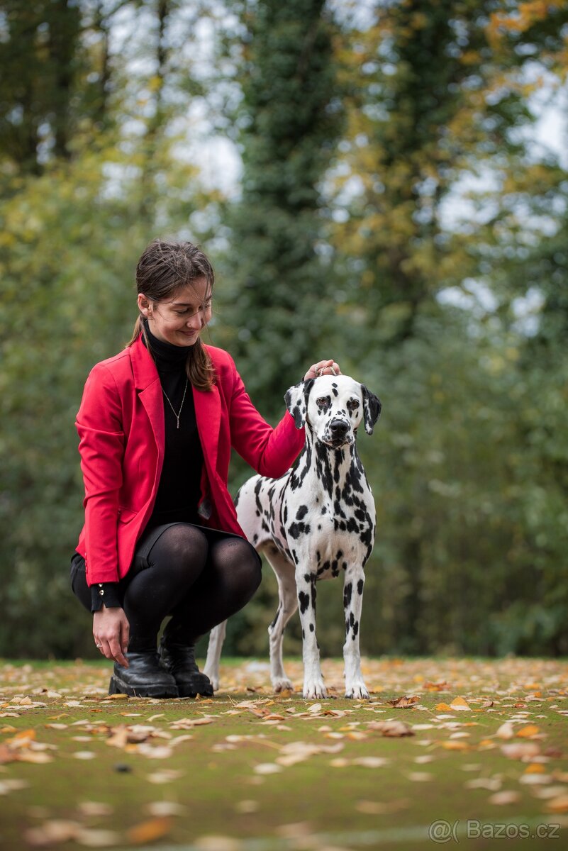 Dalmatin štěně s PP - 3