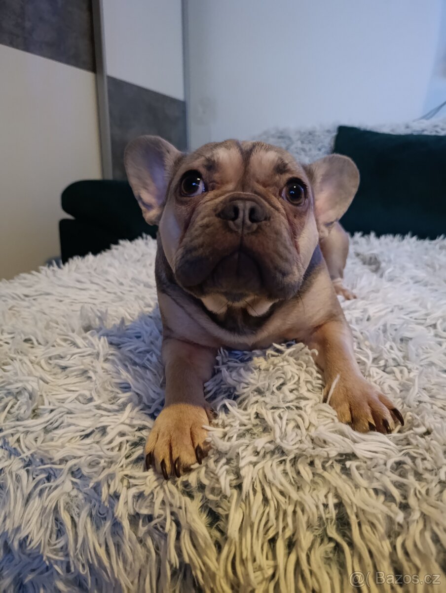 Francouzský buldoček - 3