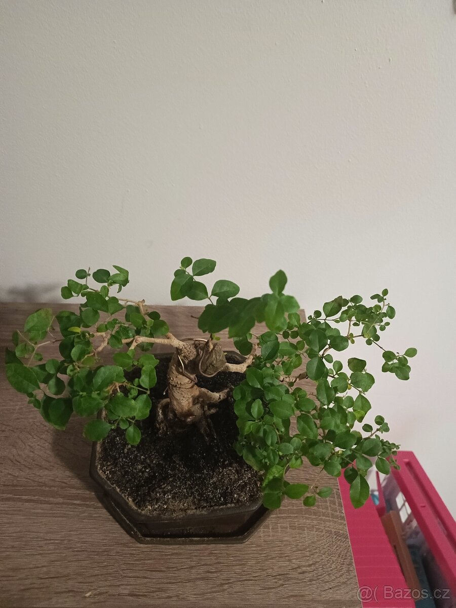 Bonsai Ligustrum chinensis - ptačí zob - 3