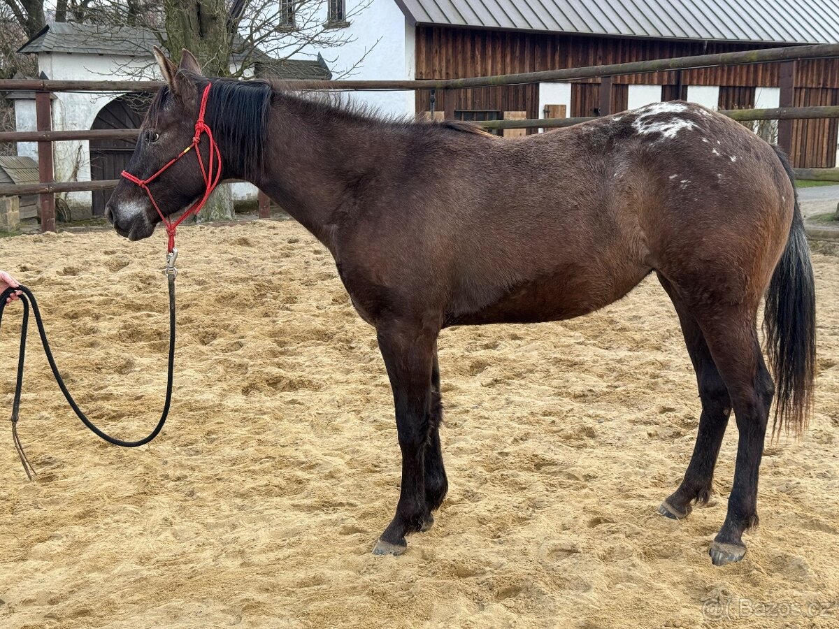 Dvouletá appa klisna - 3