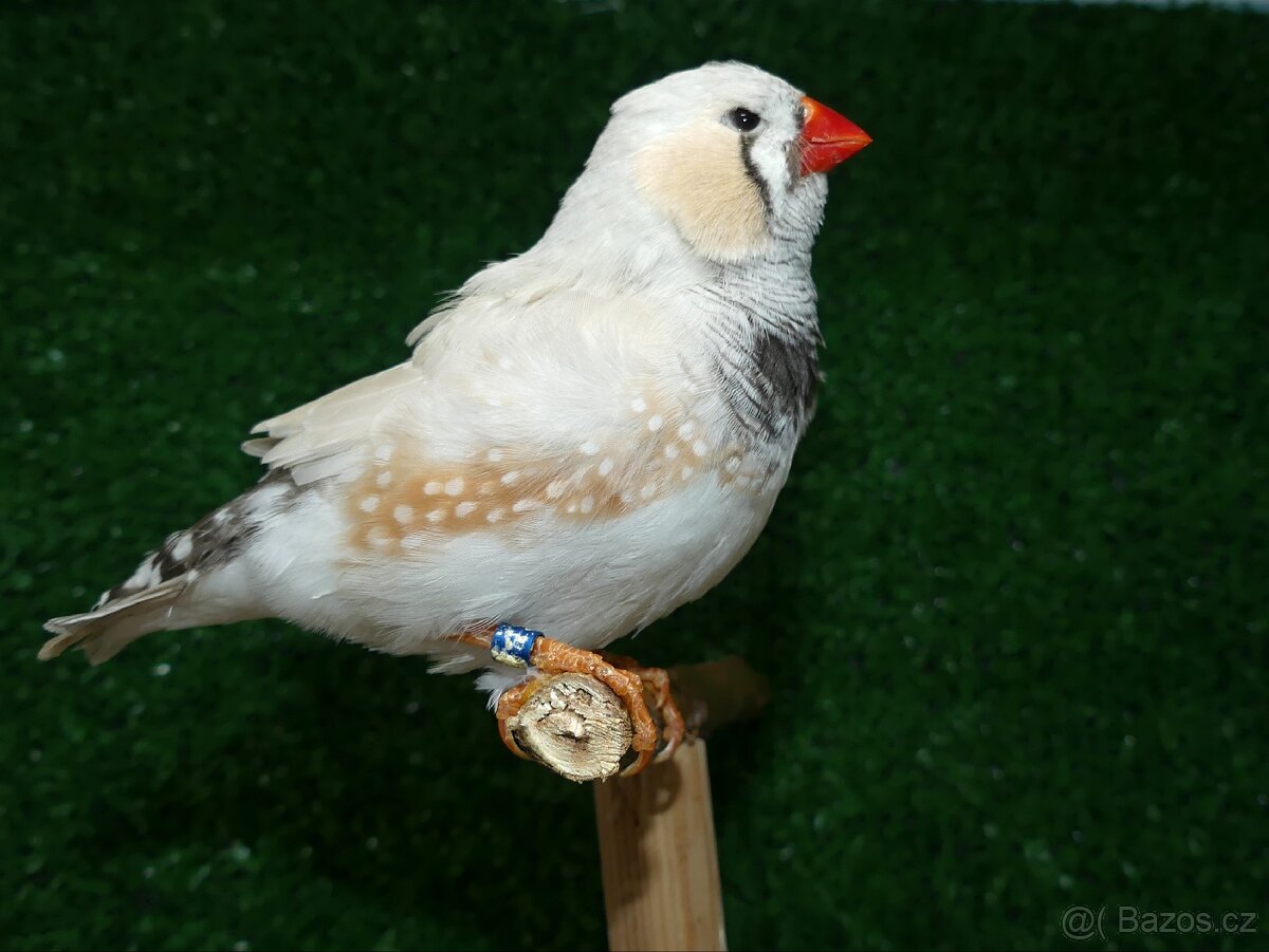 Zebřička pestrá - 3