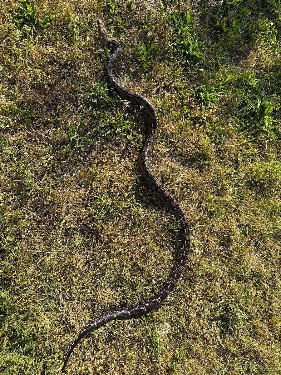 Hroznýš královský boa imperator - 3