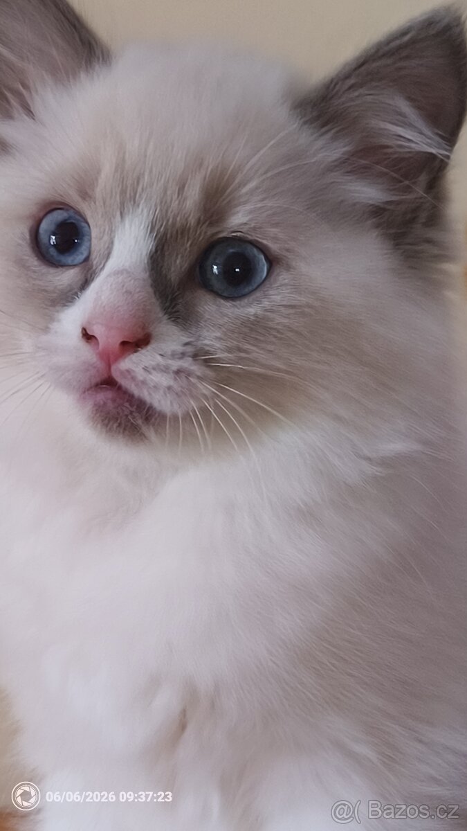 Koťata Ragdoll - 3