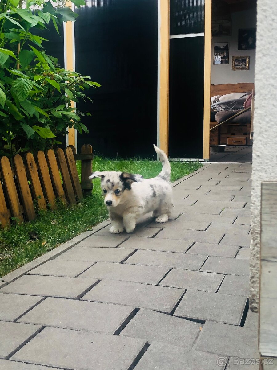 Welsh Corgi - 3