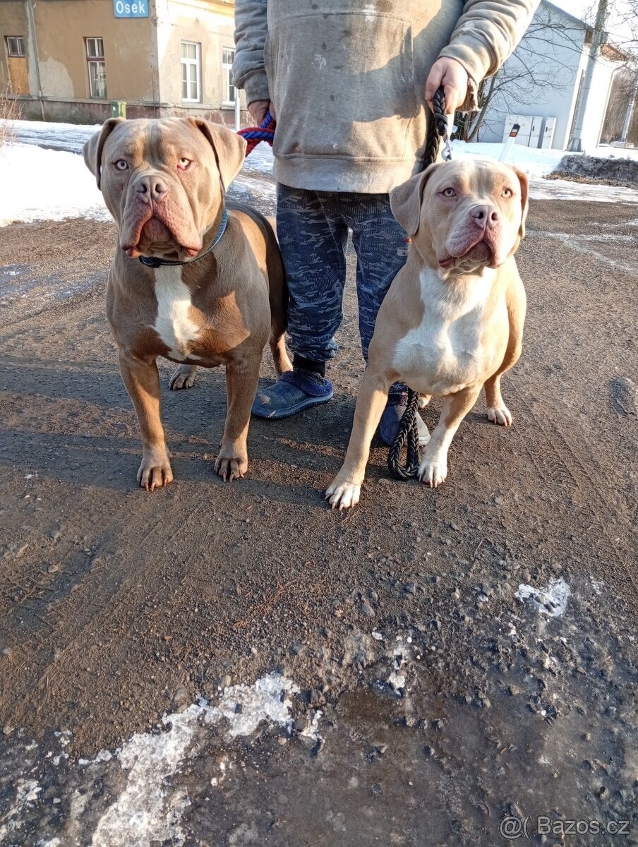 American bully xl - 3