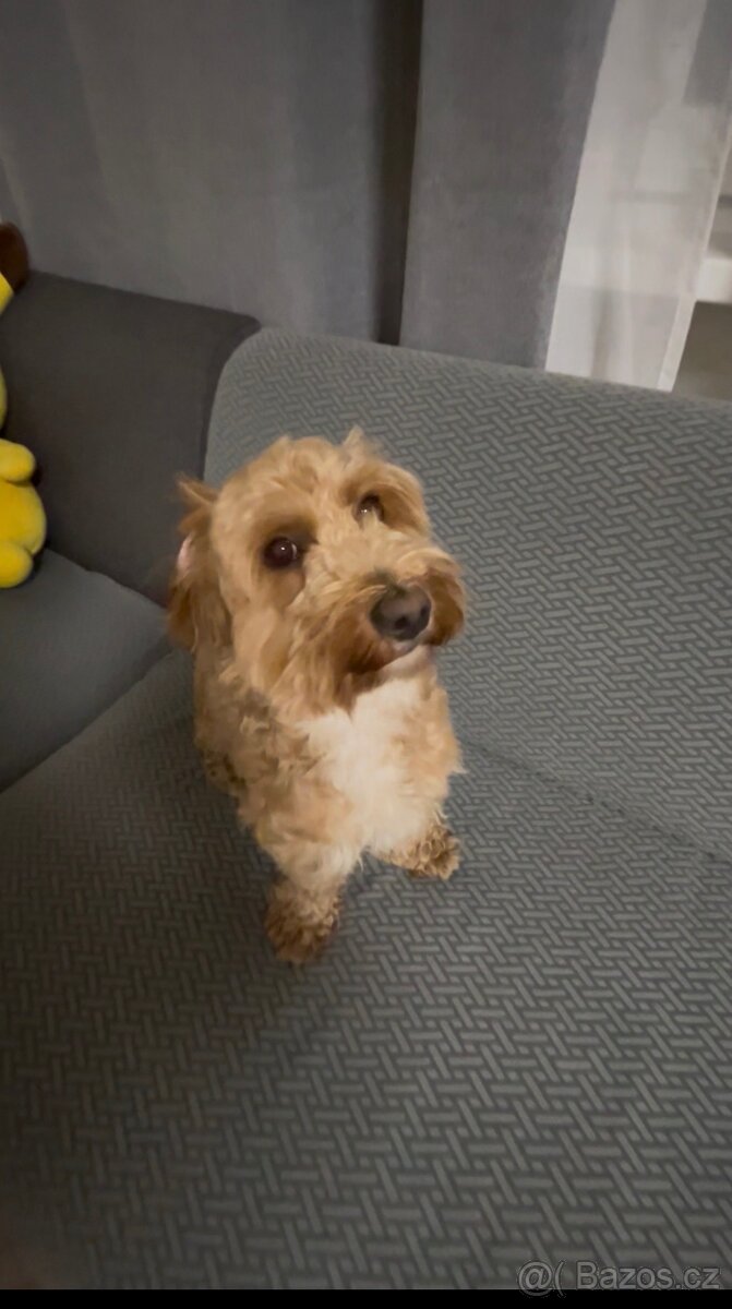 Maltipoo pes - 3
