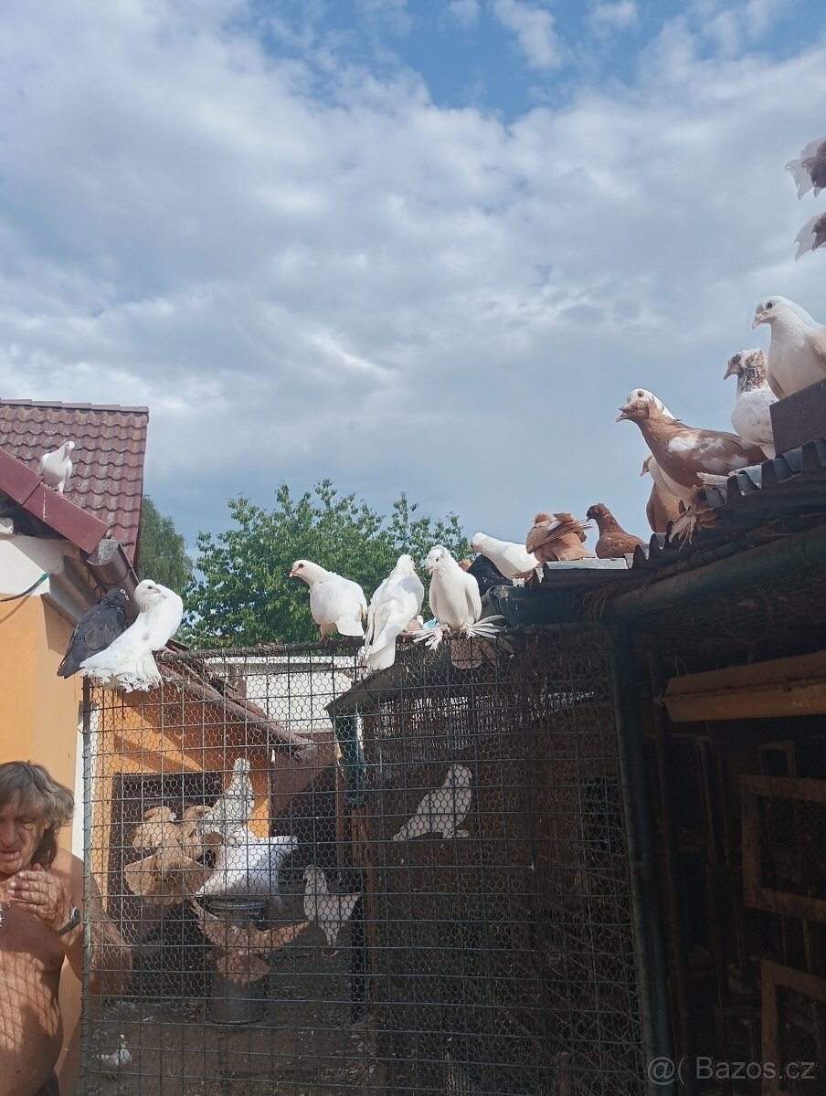 Pávíci a bubláci - 3