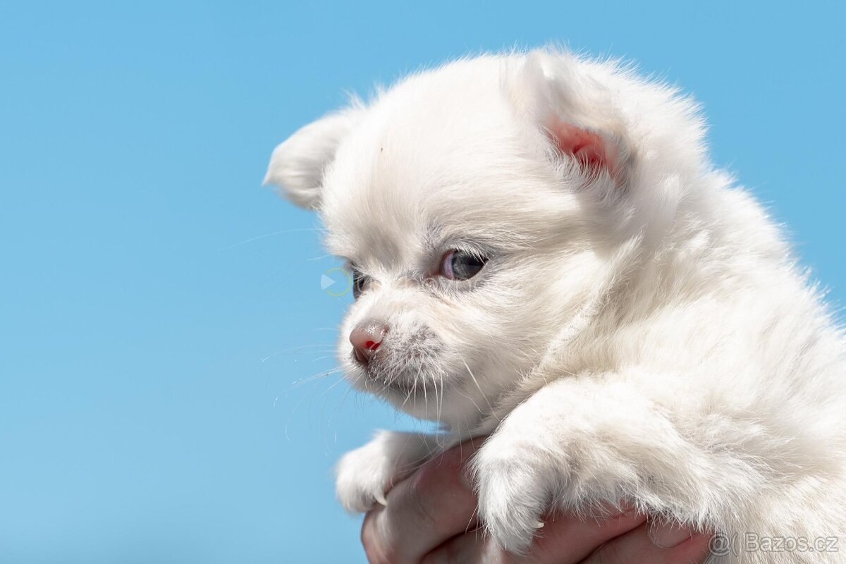 čivava s PP - 3