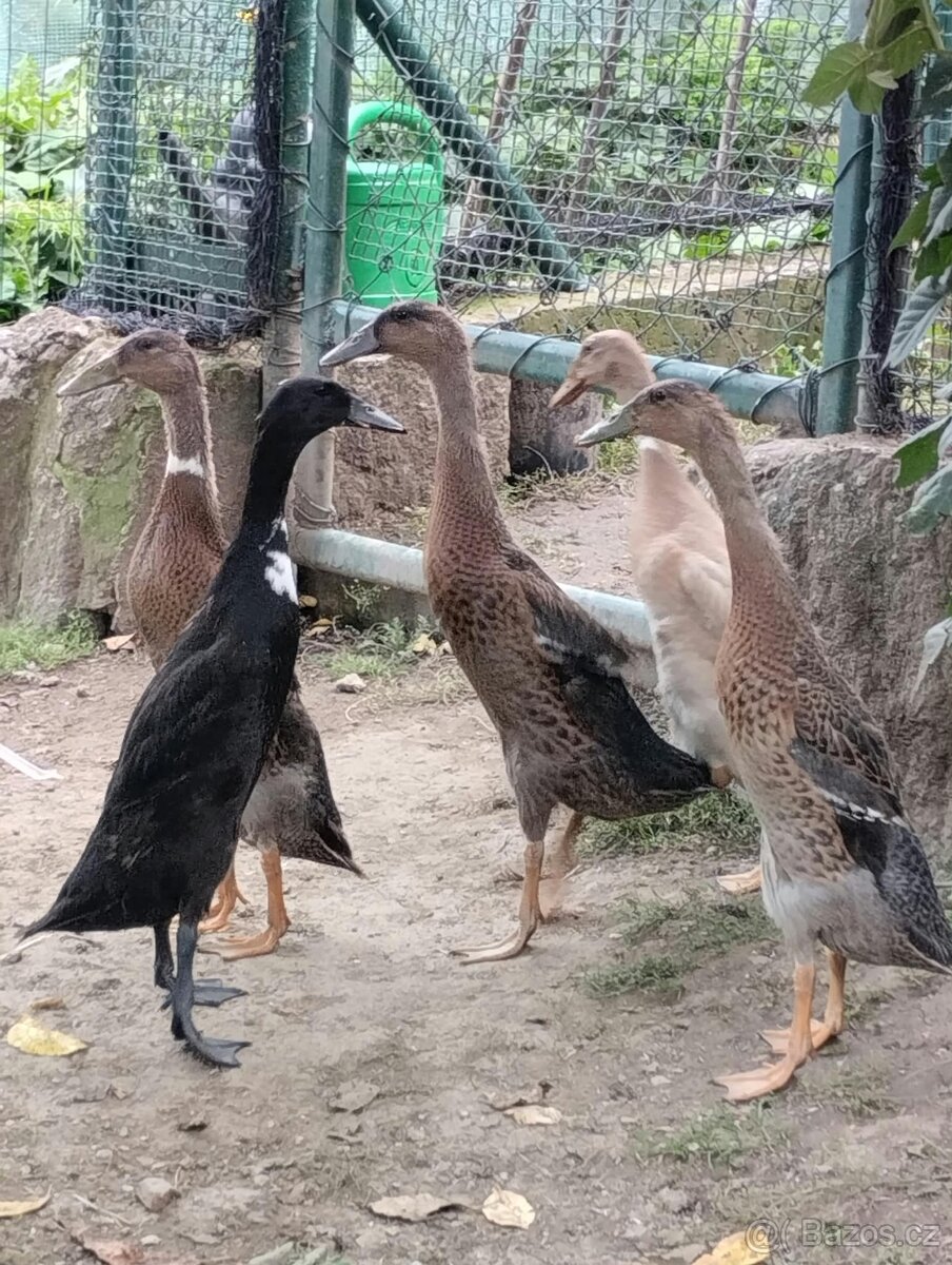 Indický běžec - 3