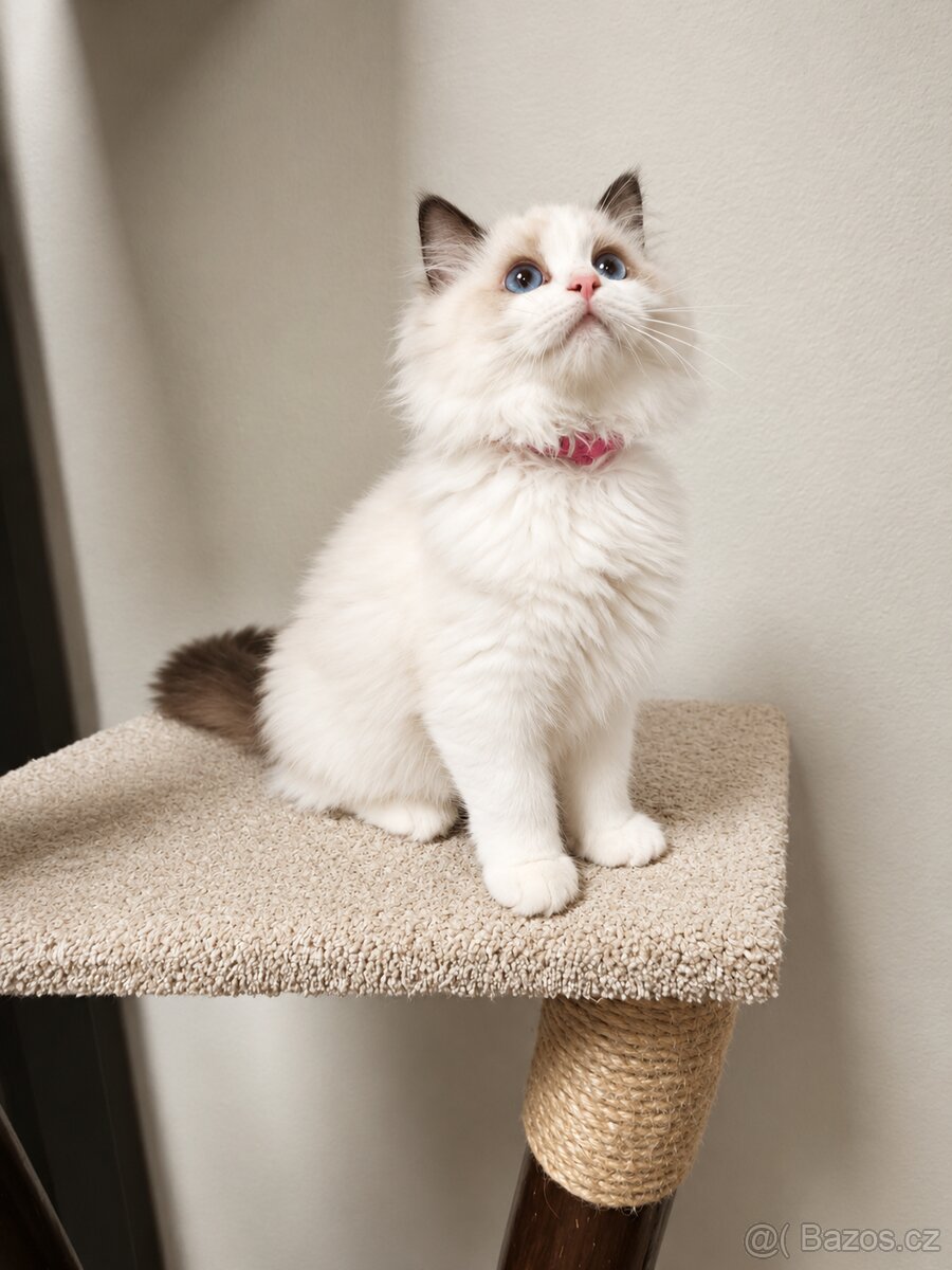 Ragdoll koťátko - 3