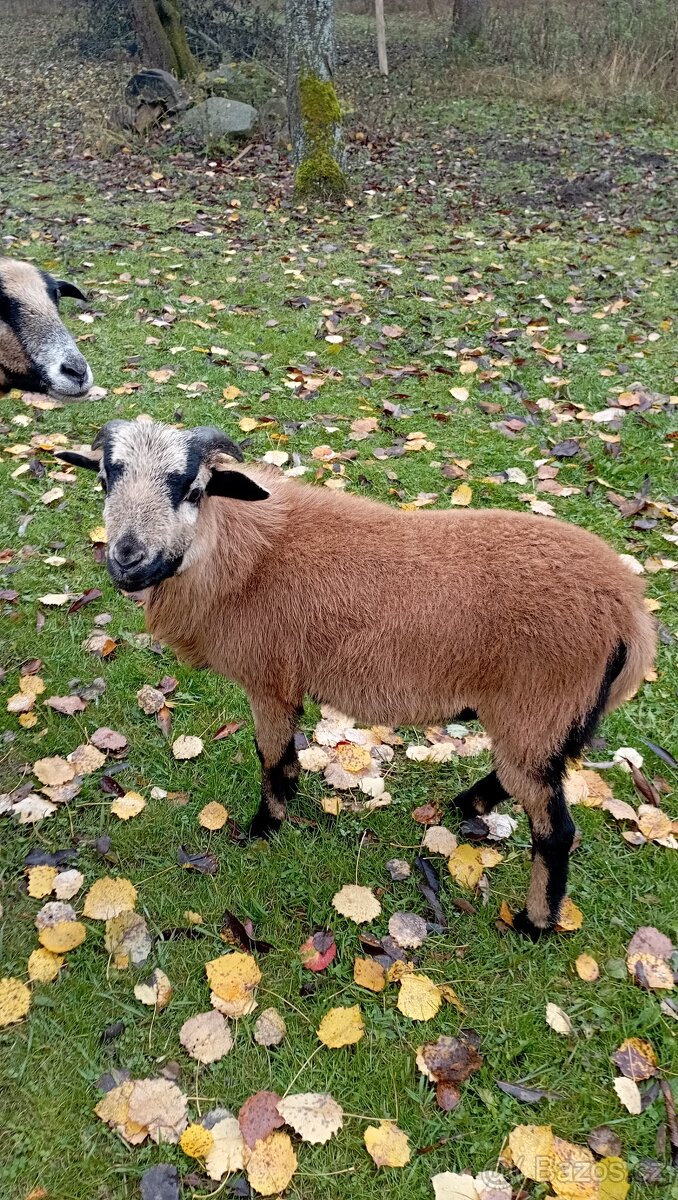 Prodám beránka - 3