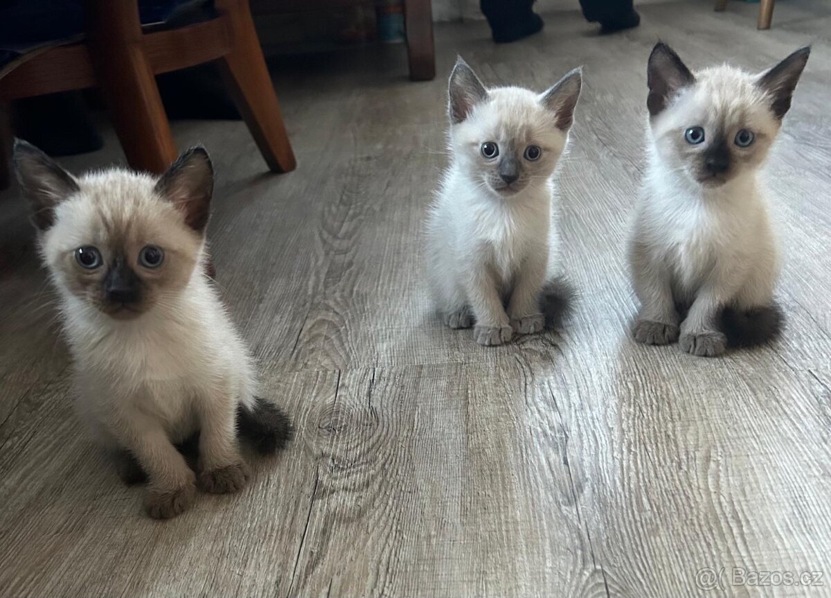 Siamská kočka - 3