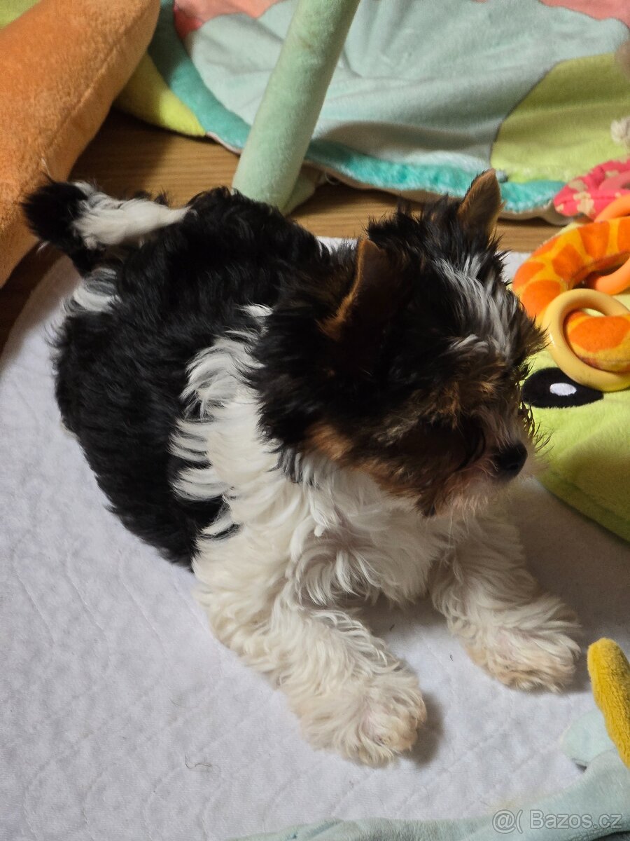 Jorkširský teriér-biewer - 3