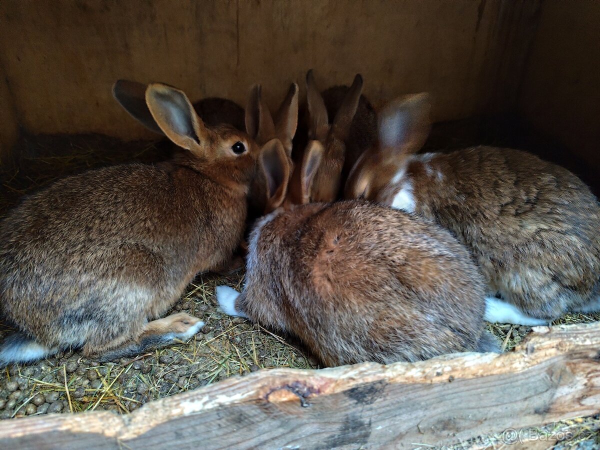 Kralik samci, samice - 3