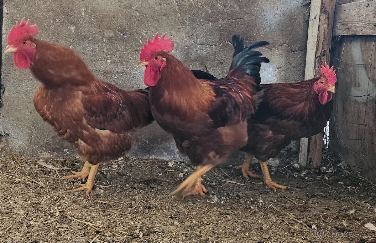 Kohouti kalimero - 3