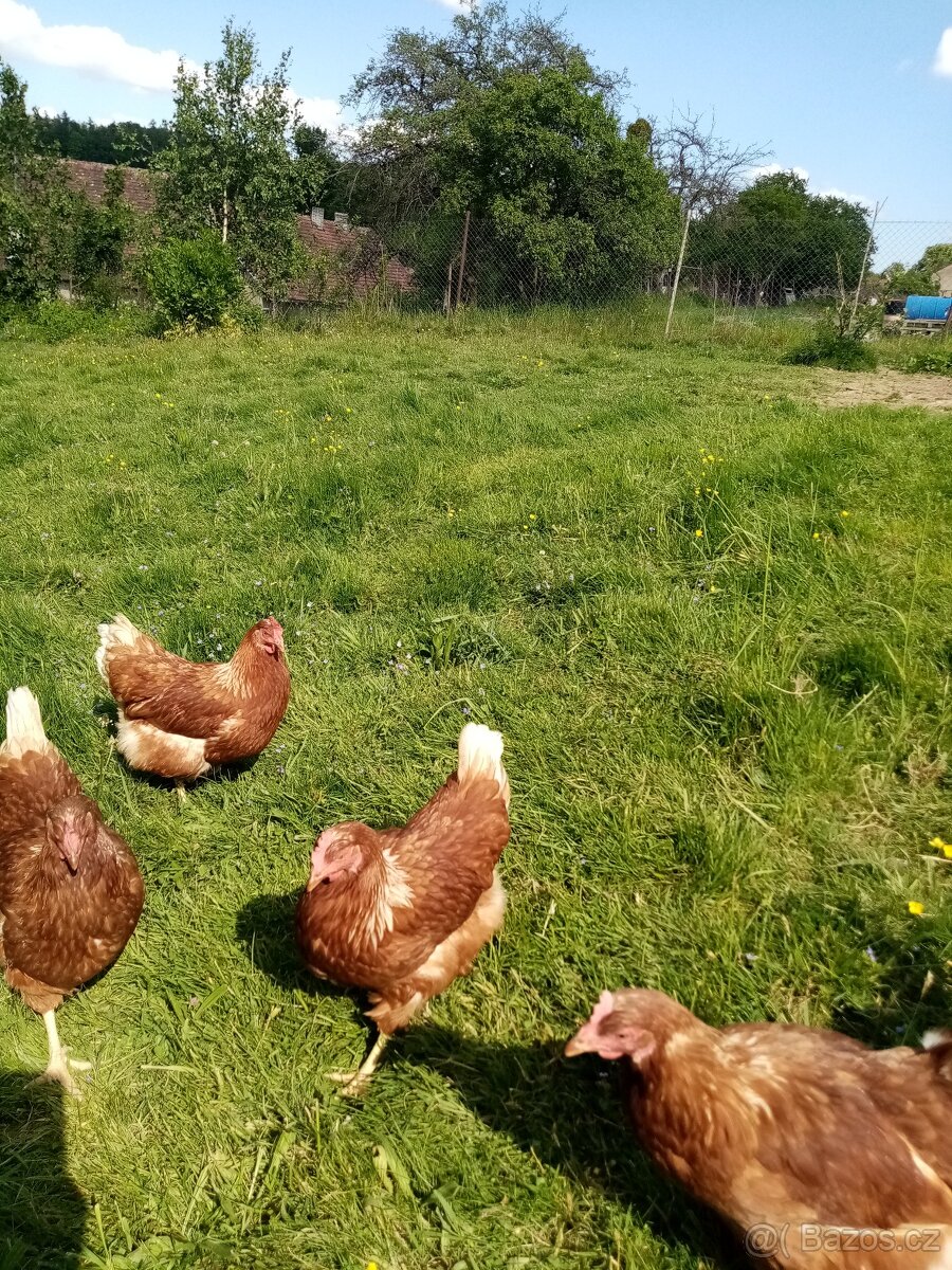 Domácí vajíčka - 3