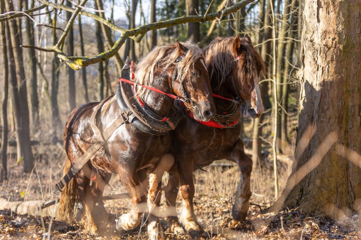 Prodám Valacha ČMB - 3