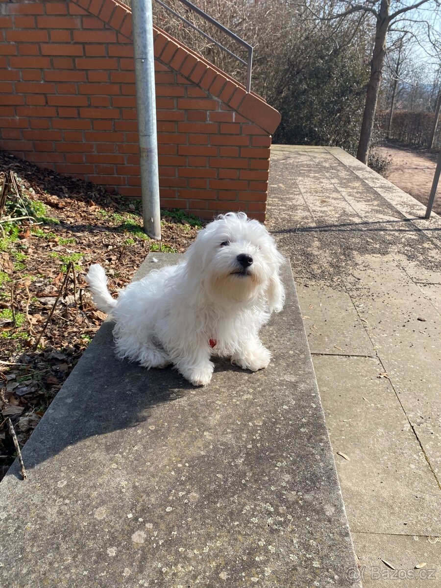 Krásný maltézský psík - 3