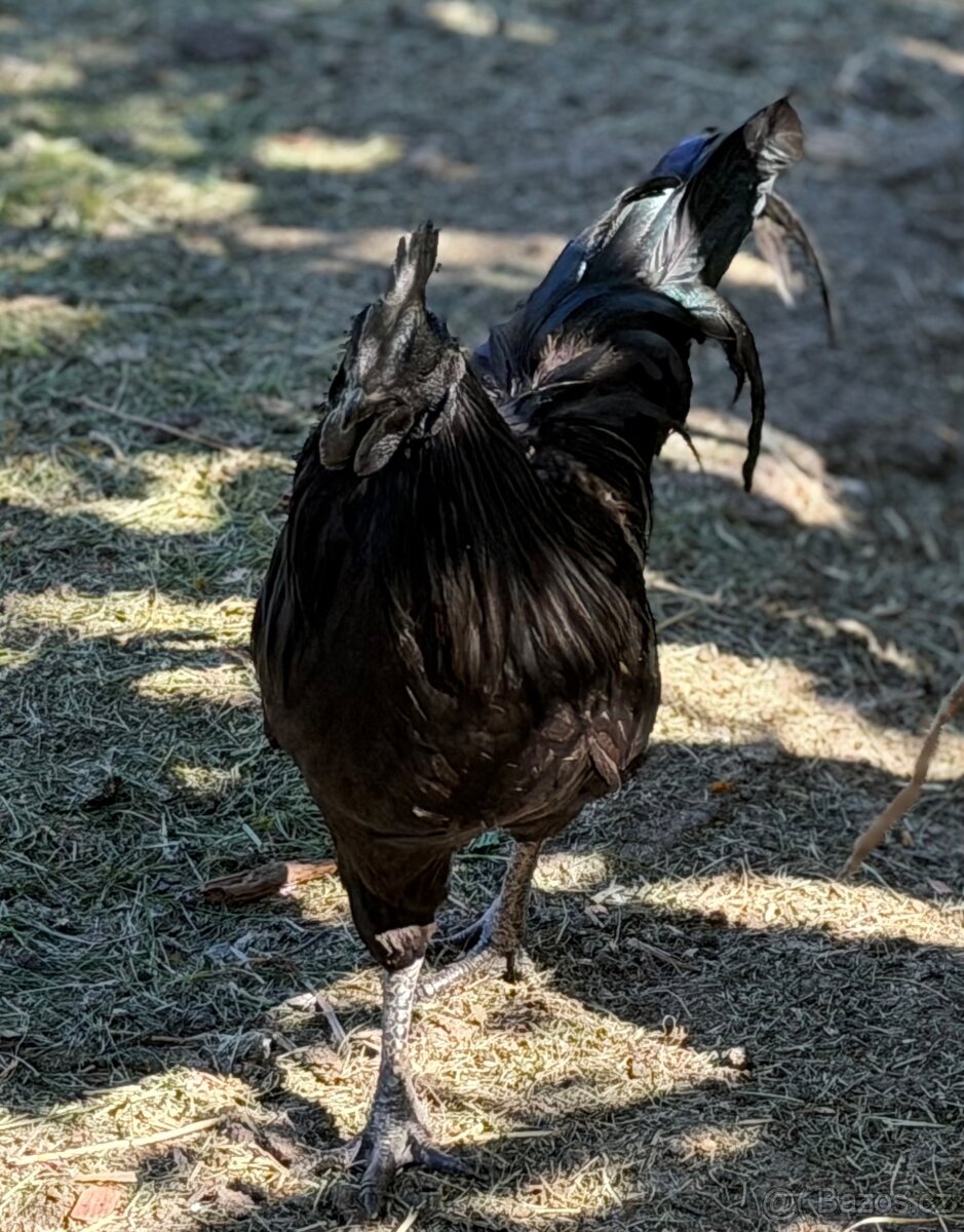 Kohout Ayam Cemani - 3
