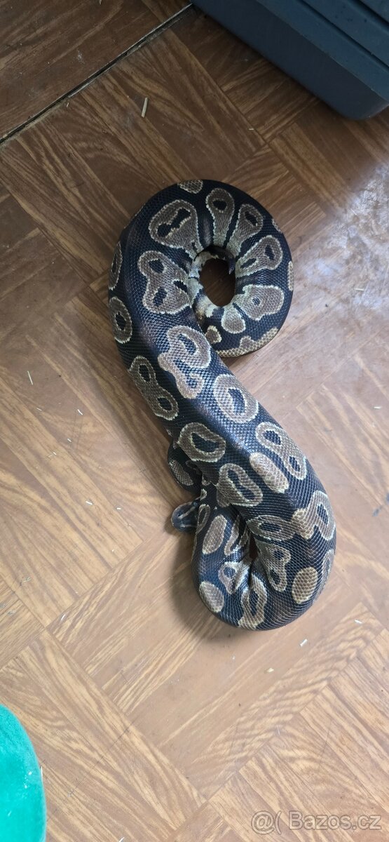 Python regius - krajta královská - 3