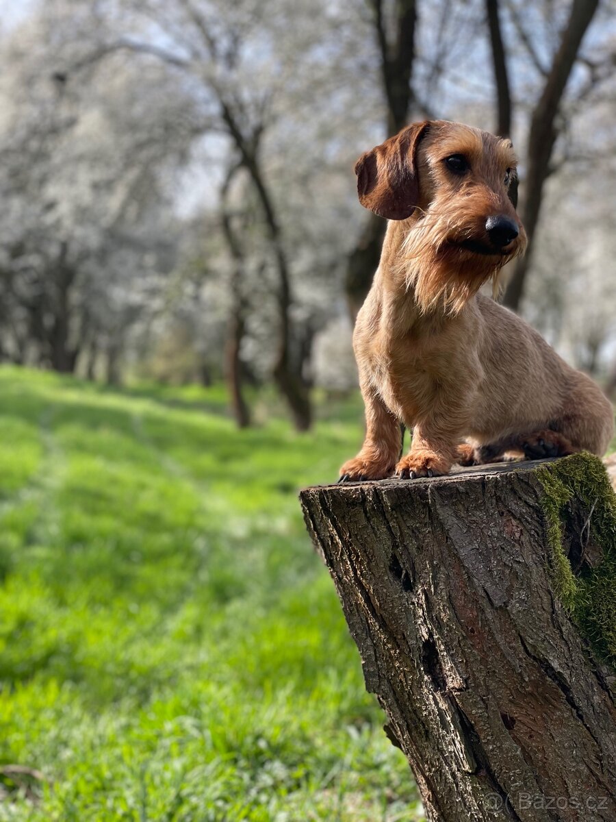 Nabídka krytí jezevčík trpasličí drsnosrstý s PP - 3