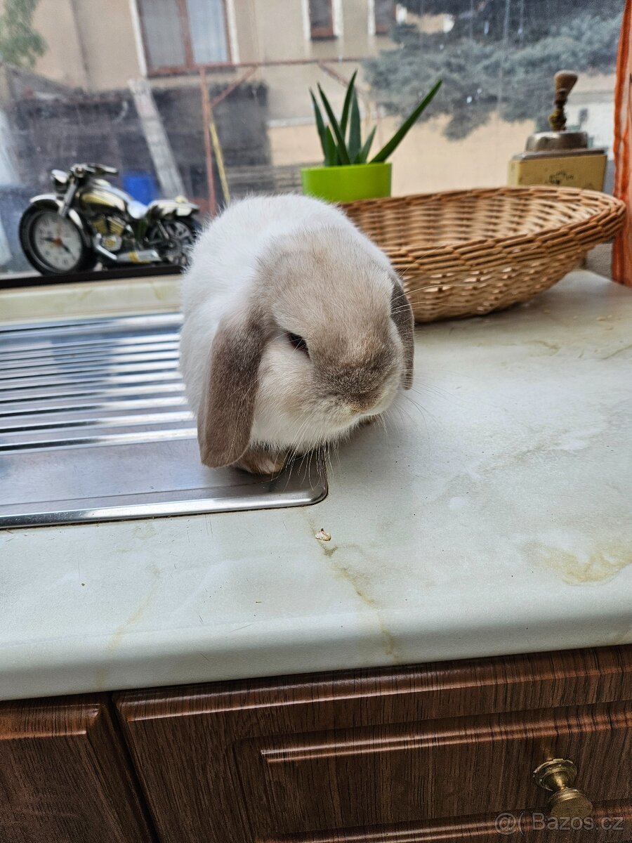 Zakrslý králík - 3