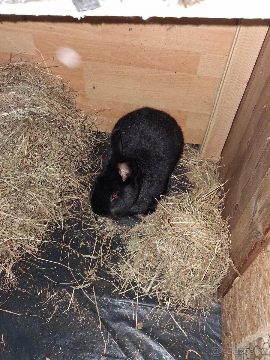 BO X BURGUNSKY KRALIK - 3