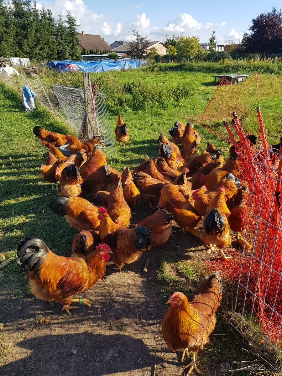 Hempšírky - kohouti - 3