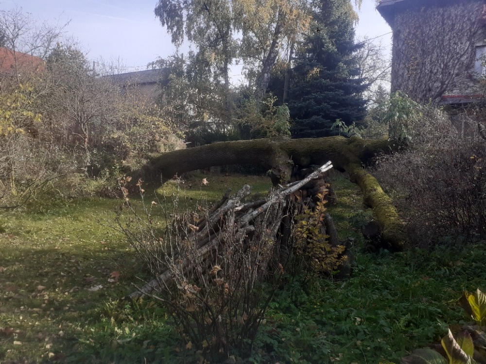 prodám kmen jasanu - 3