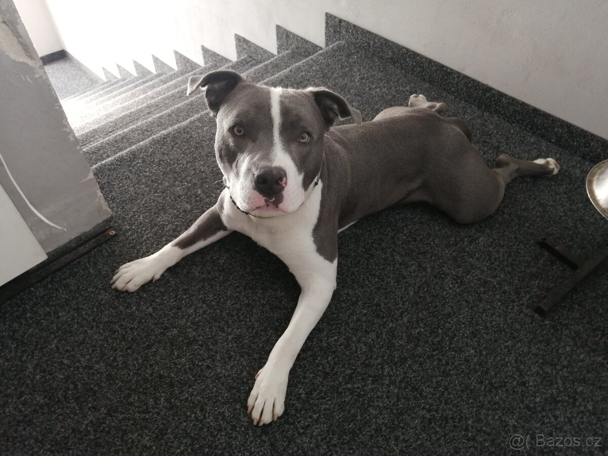 new staford ke krytí.. - 3