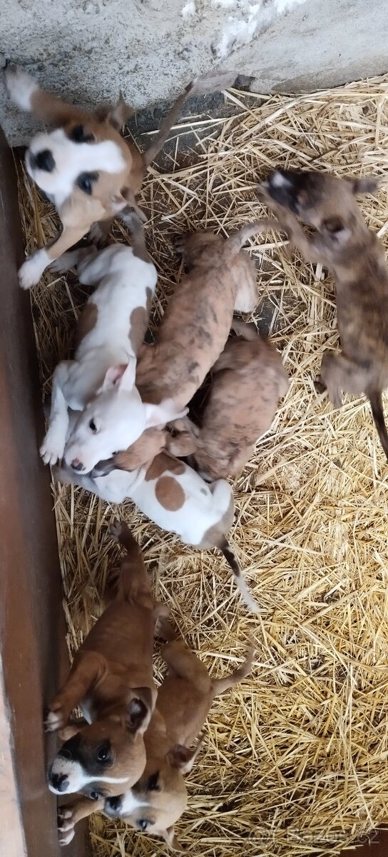 Americký stafordšírský teriér - 3