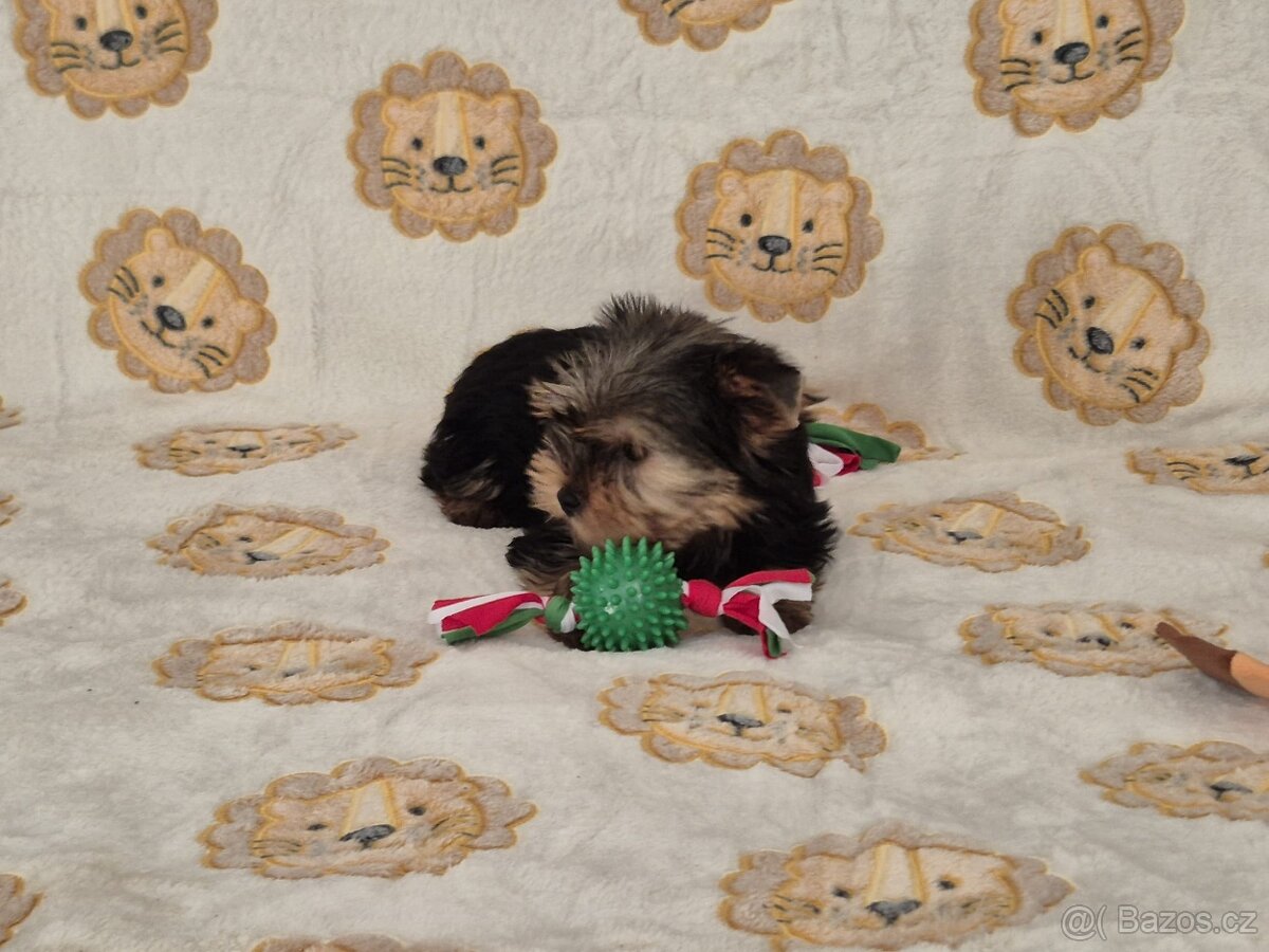 Jorkšírský teriér bez PP.(fenečka). - 3