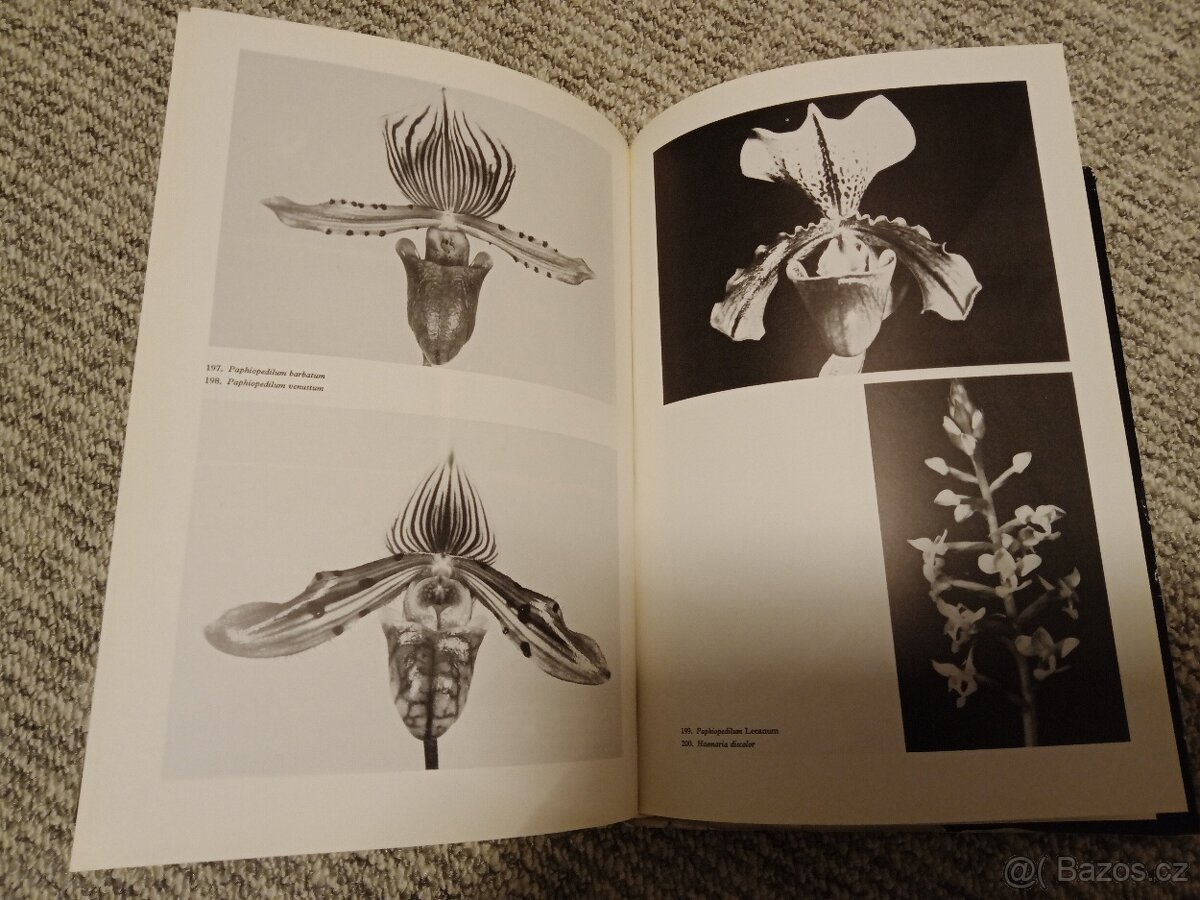 Orchideje - Dušek, Křístek - 3