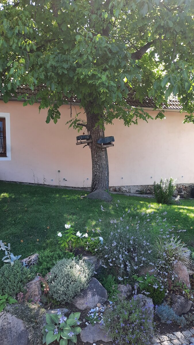 Poptávám pokácení ořešáku - 3