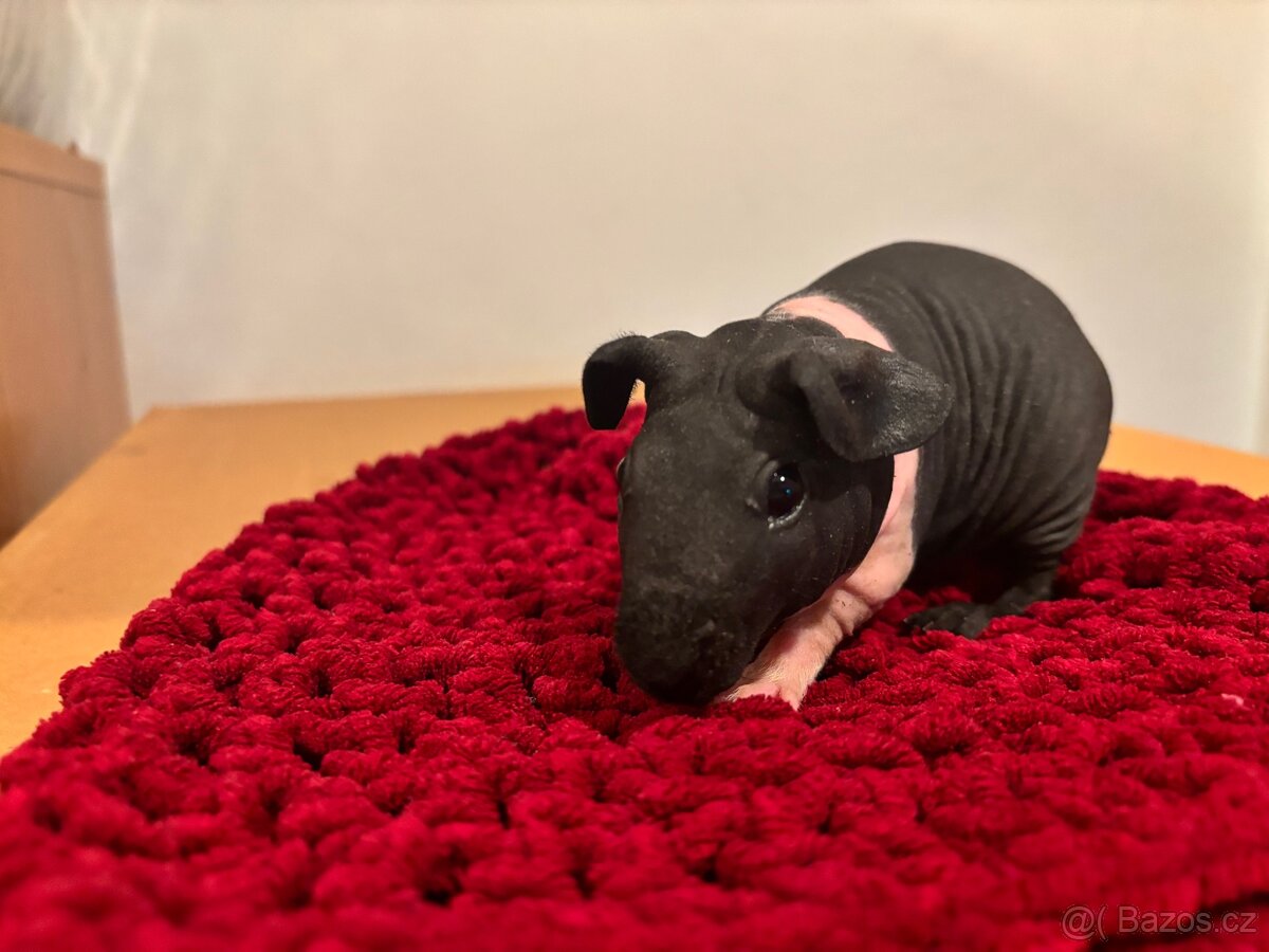 Skinny samičky s PP - 3