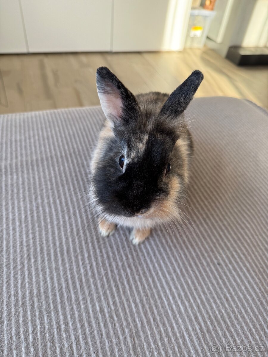 Zakrslý králík - 3