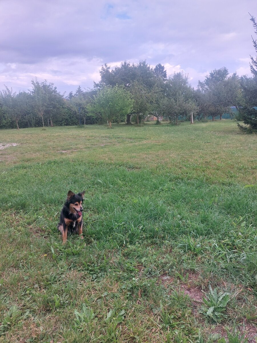 Prodej stavebního pozemku Blatná, možno 2 parcely - 3